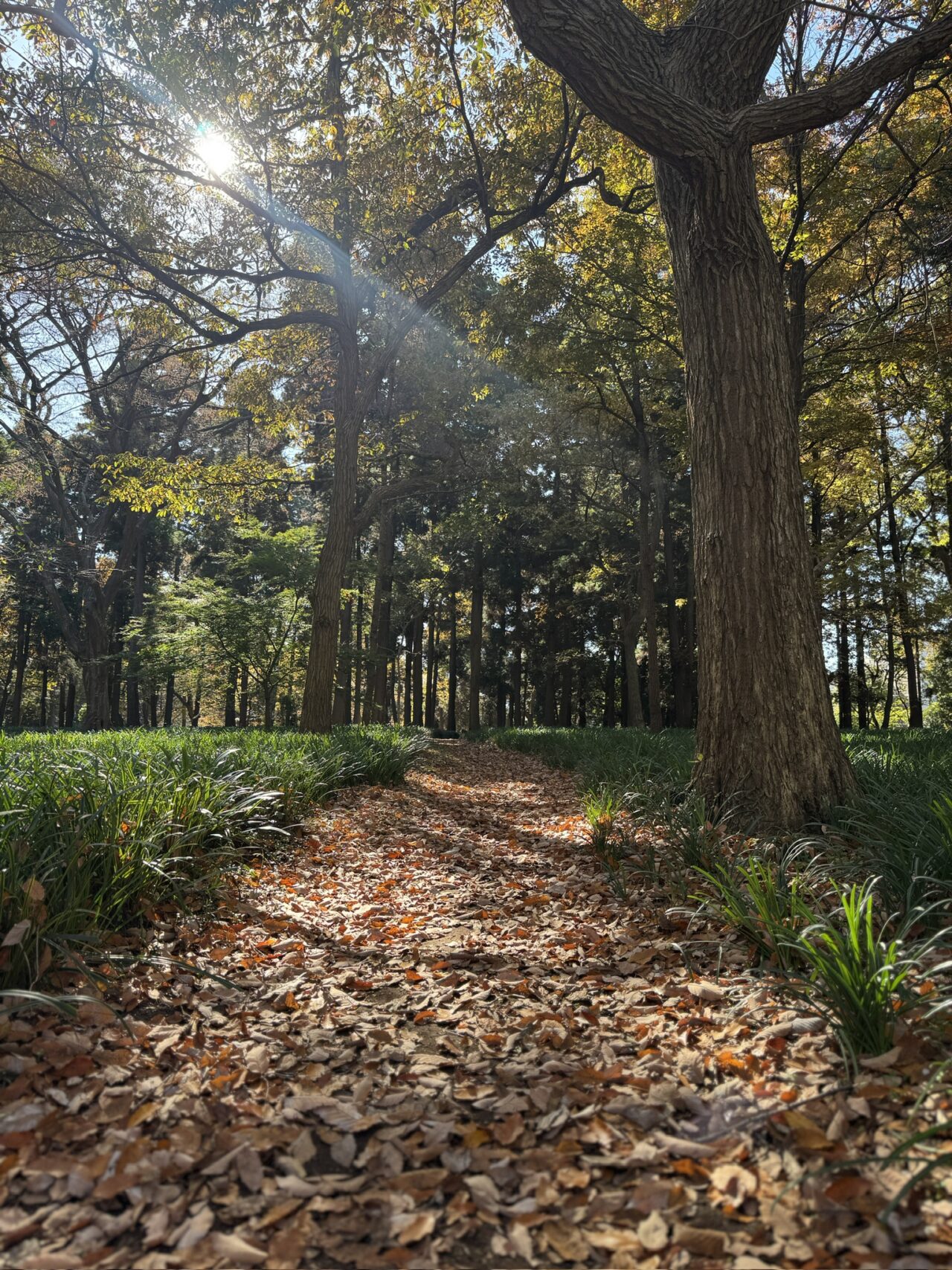八千代市村上緑地公園