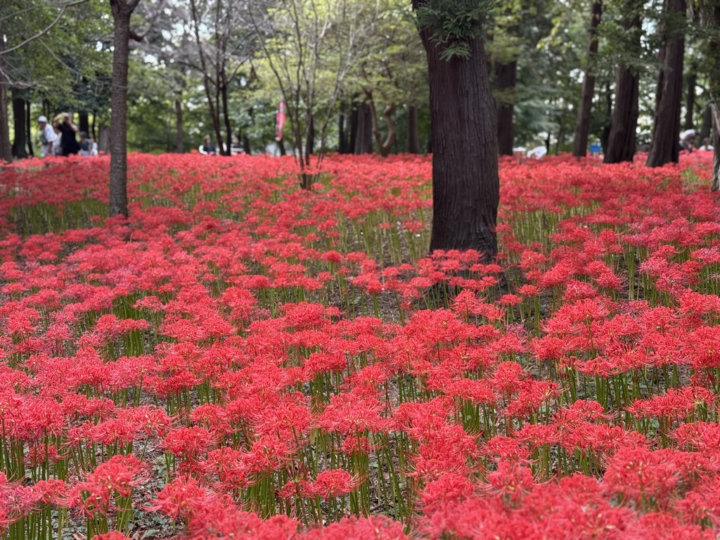 八千代市村上緑地公園