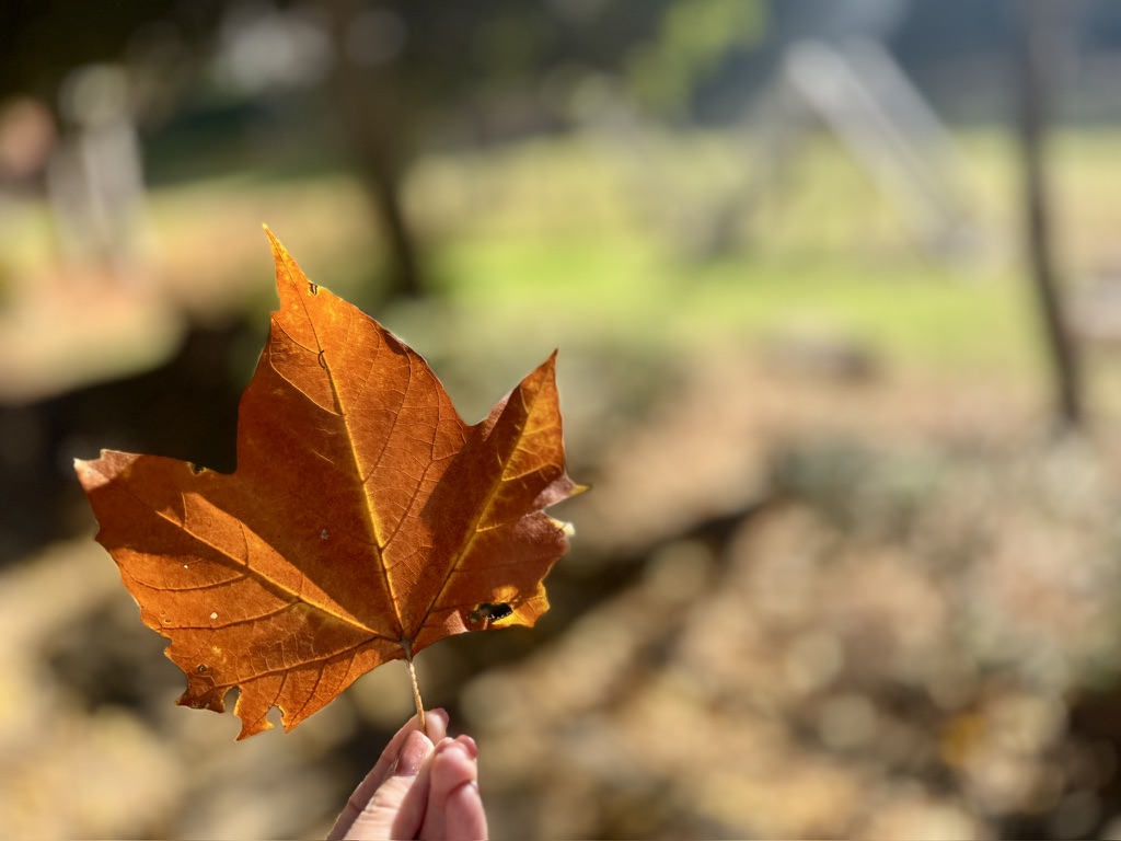 八千代市村上緑地公園