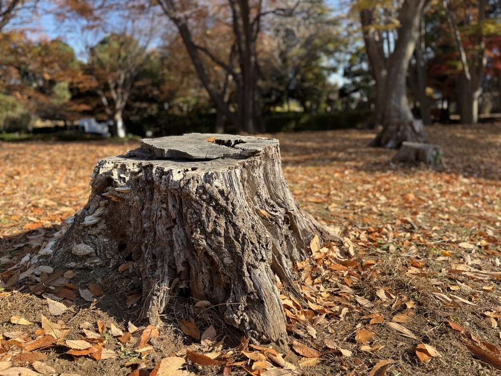 八千代市村上緑地公園