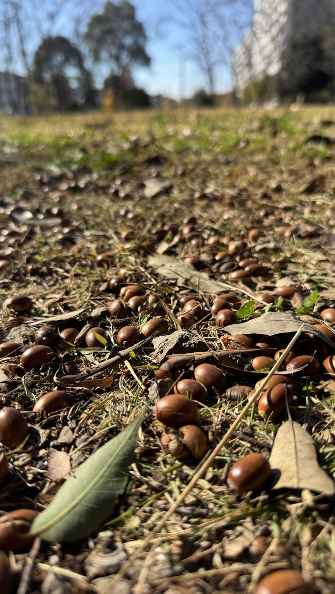 八千代市村上緑地公園