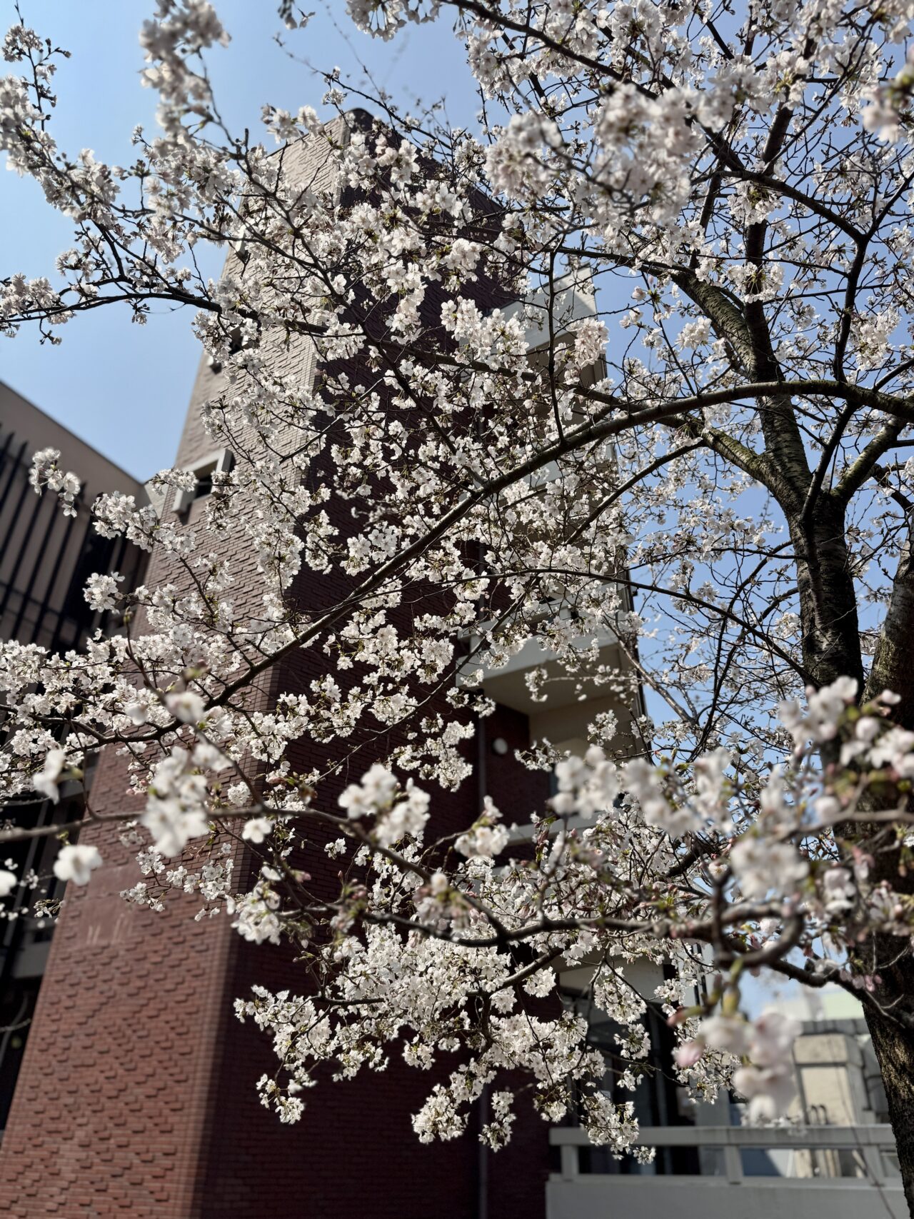 観桜楽会（かんおうがくかい） / OKUBO STREET MUSIC FESTIVAL
