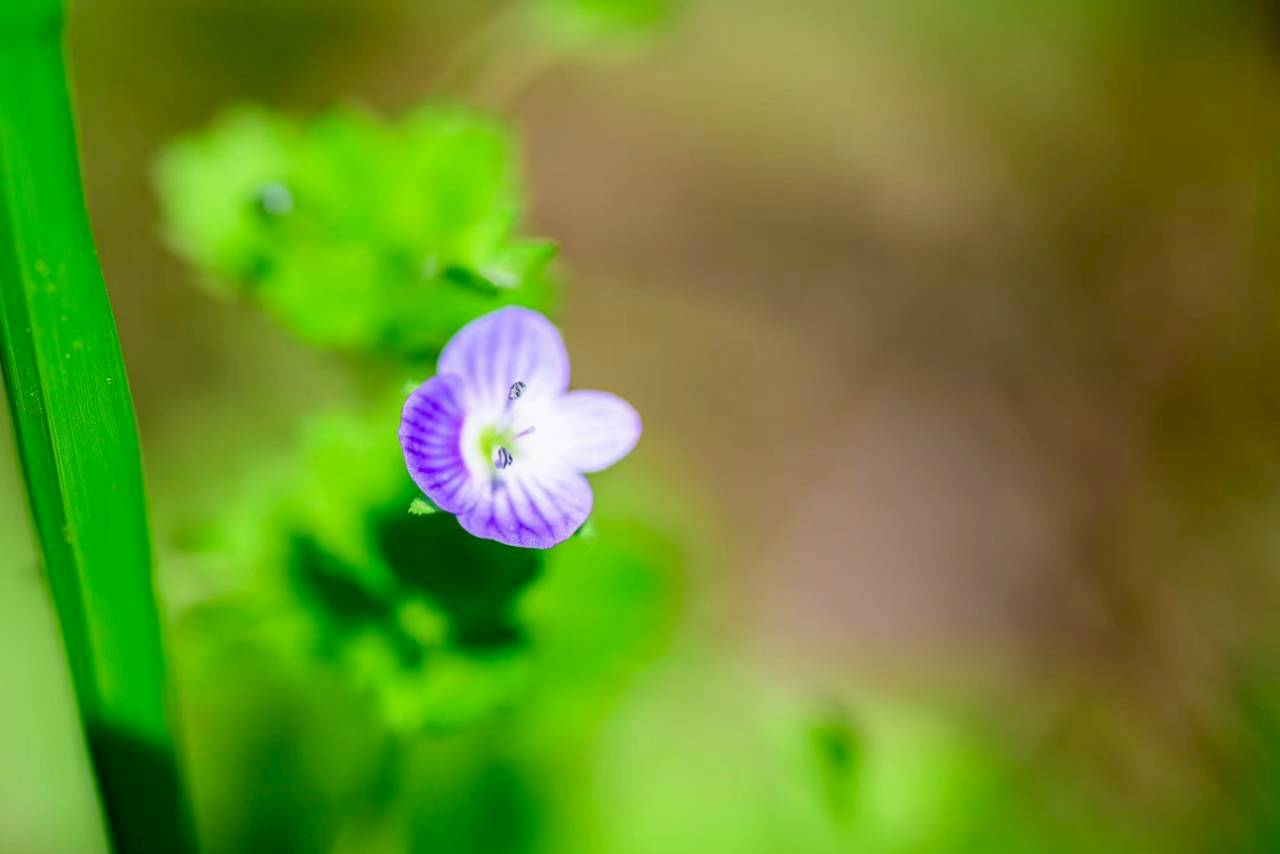 八千代自然と環境を考える会