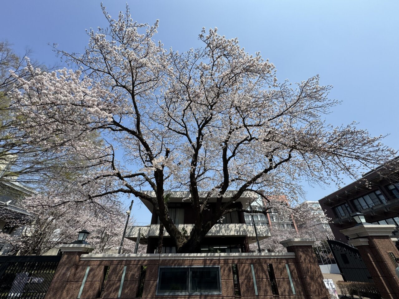 観桜楽会（かんおうがくかい） / OKUBO STREET MUSIC FESTIVAL