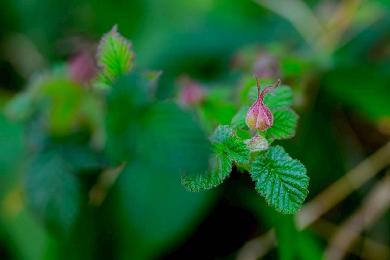 八千代自然と環境を考える会