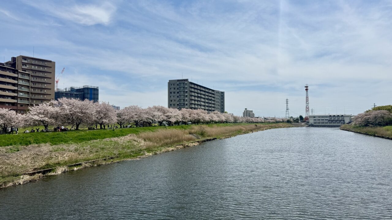 八千代新川千本桜染井吉野エコライトアップ