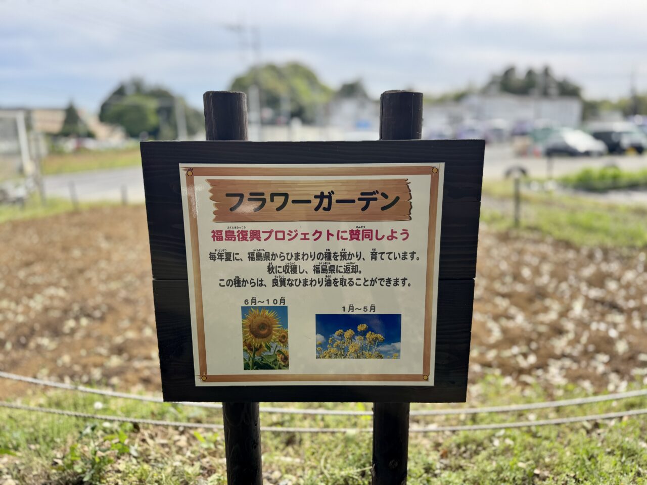 TOAシブル
