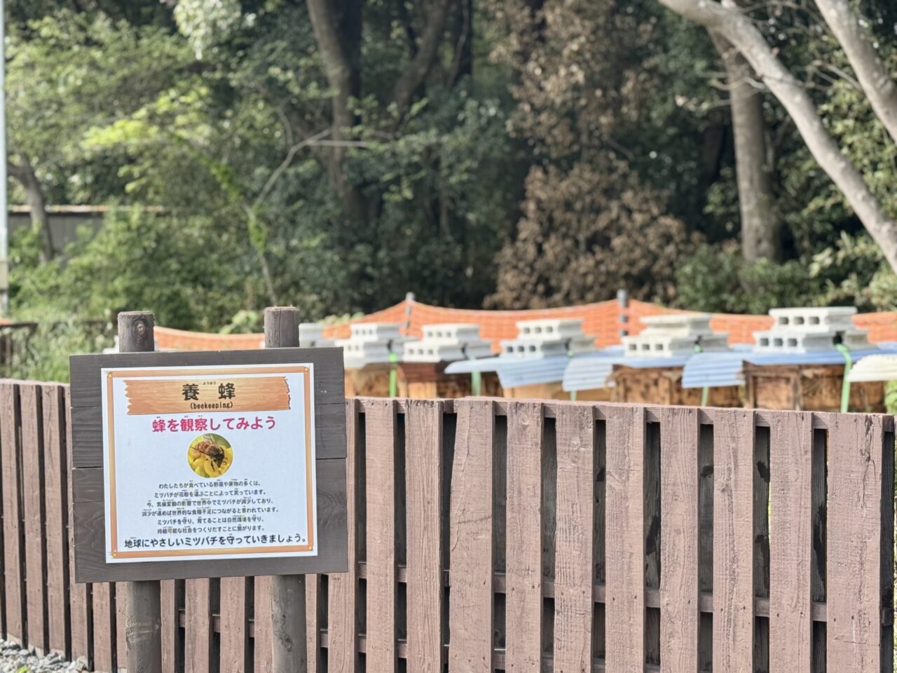 TOAシブル