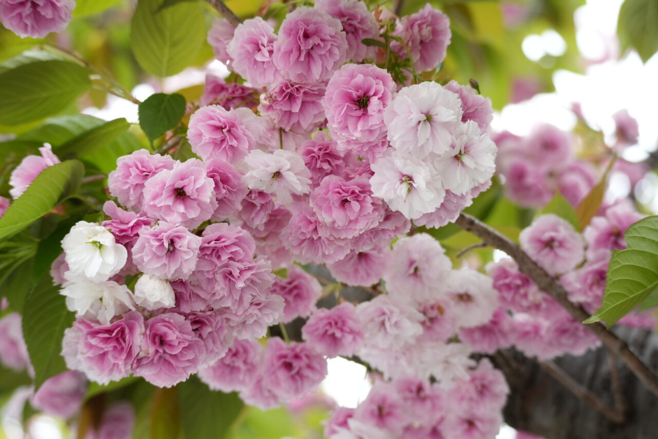 日立のお花見2026