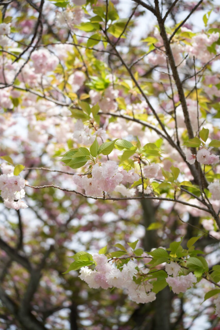 日立のお花見2026