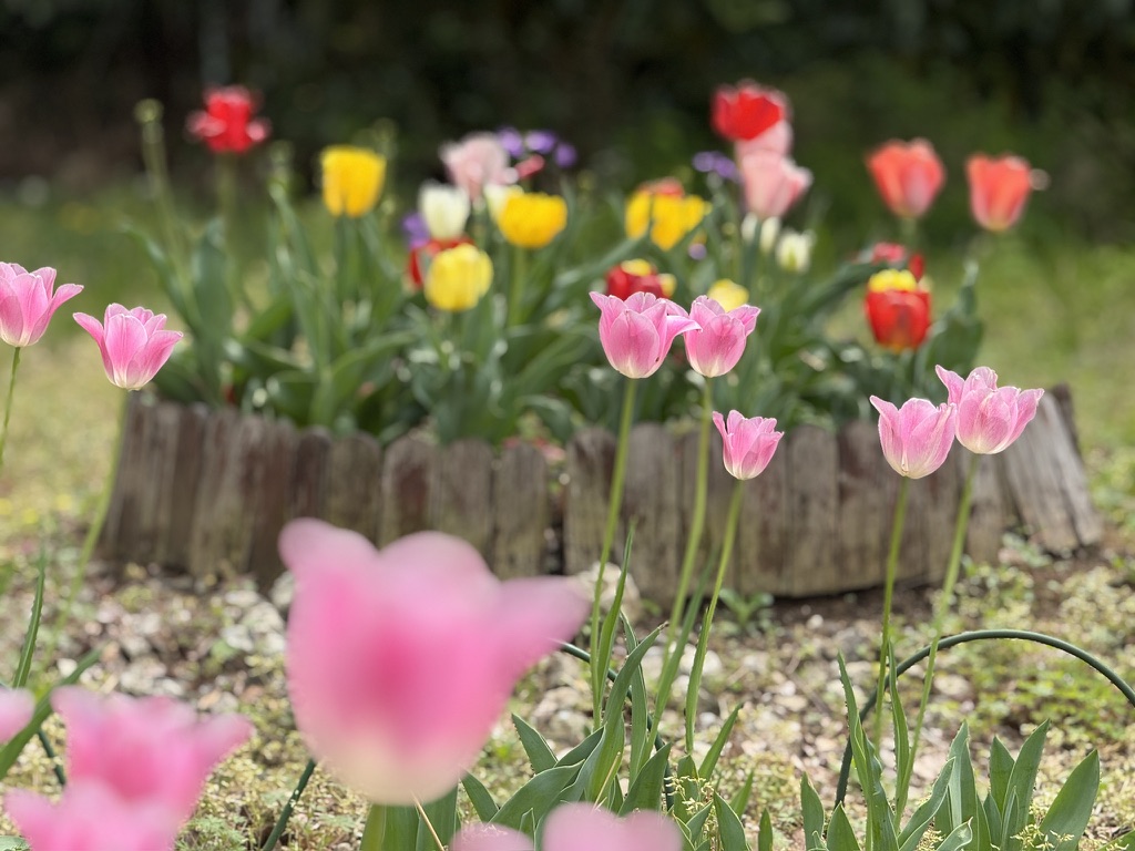 日立のお花見2026