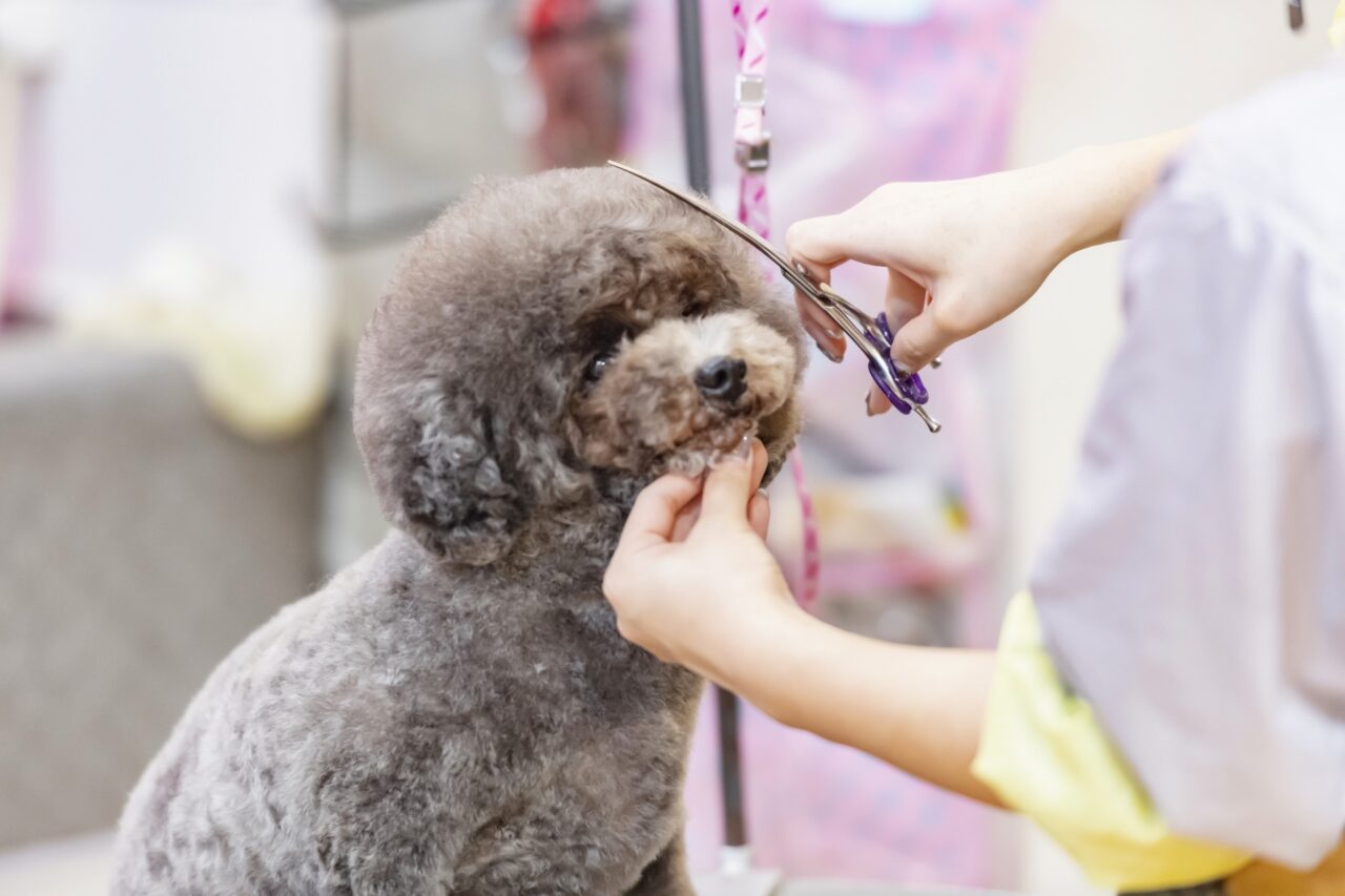 はせ動物病院トリミング室